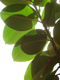 ficus in het licht